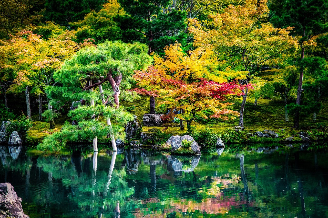 Bild zu natur: japanese forest