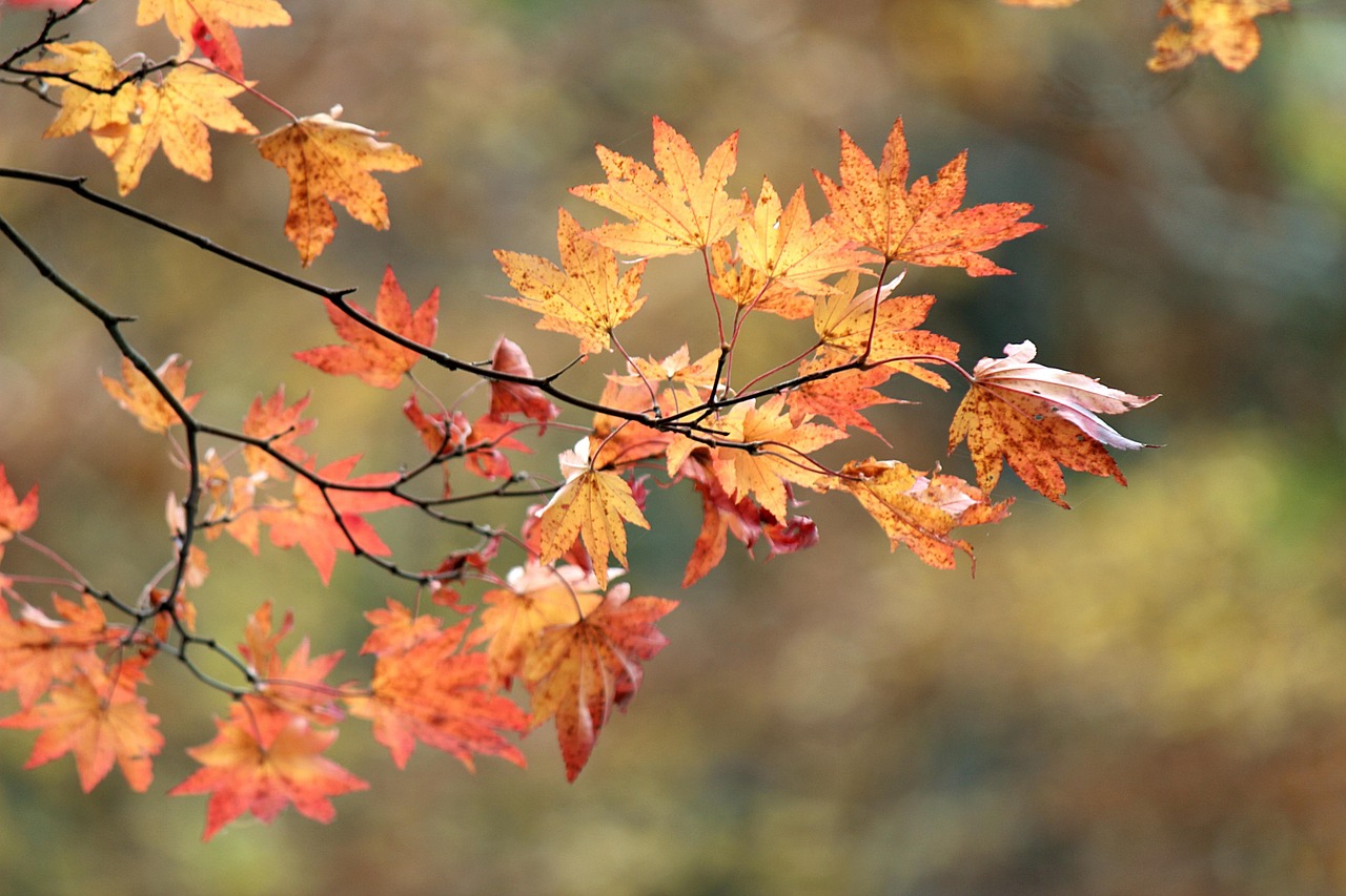 Image for natur: japanese forest