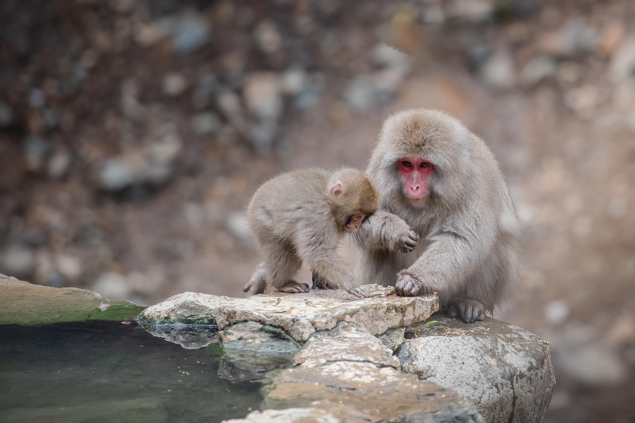 Image for onsen: hot spring japan