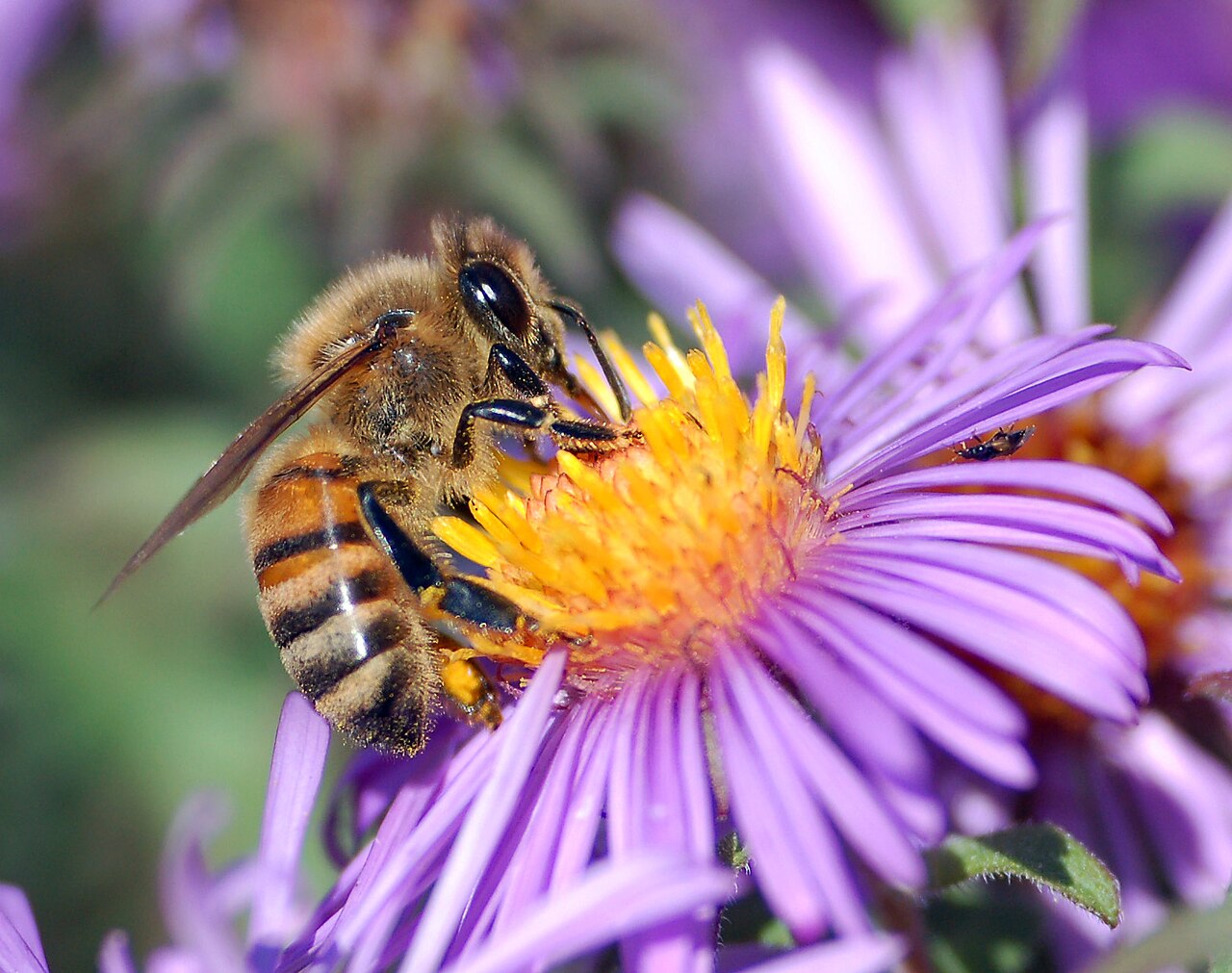Son Of A Bee