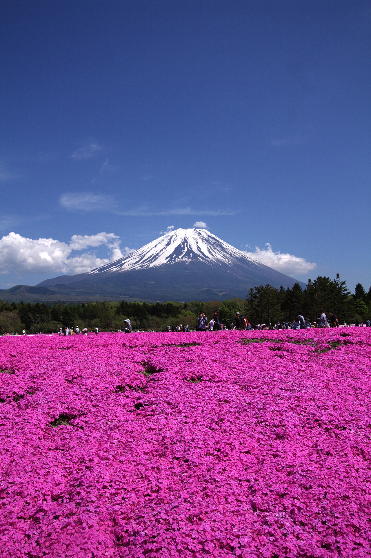 Fuji Shibazakura Festival