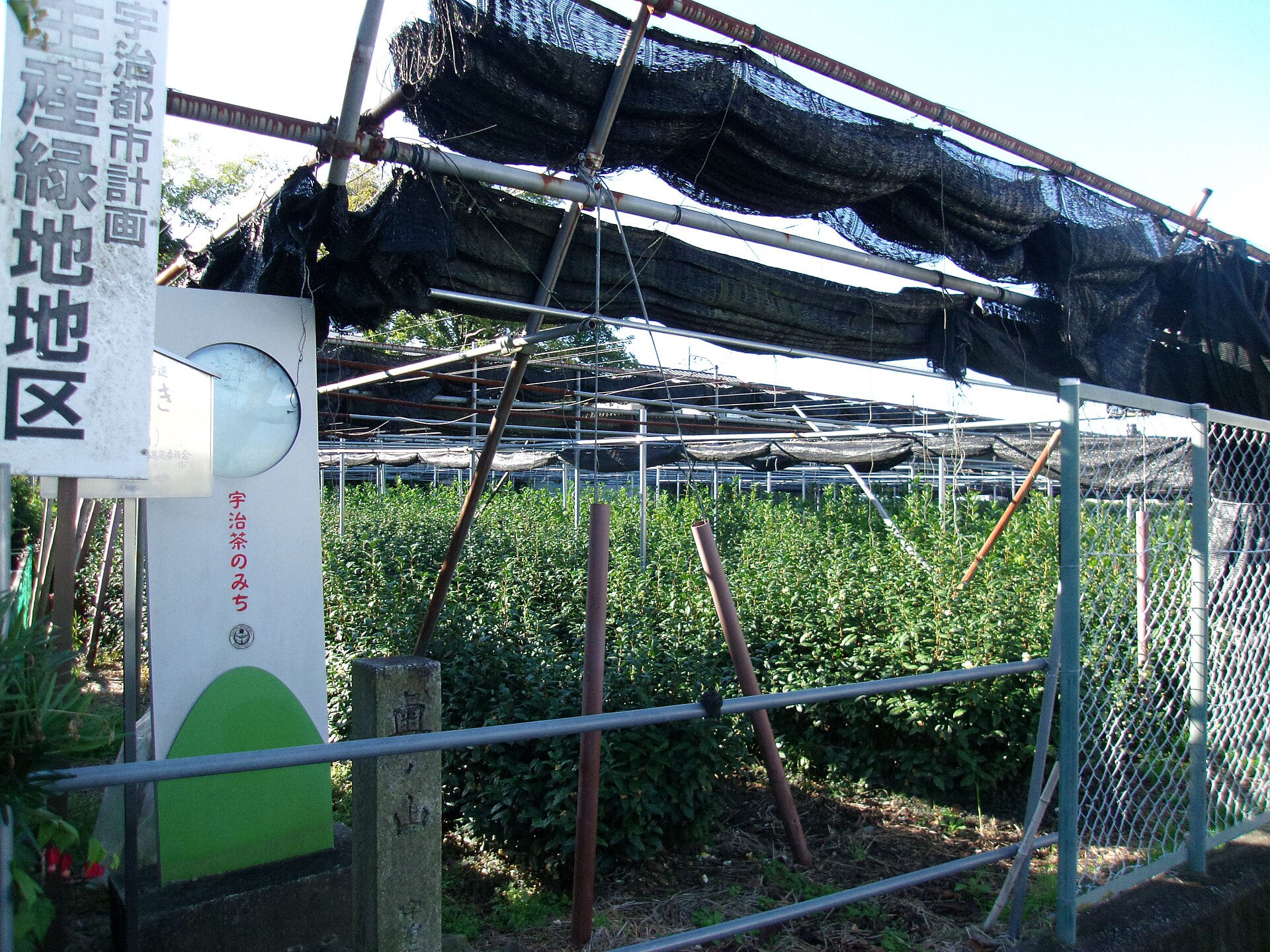 Shaded tea plantation in Uji near Kyoto, typical for growing tencha used in matcha