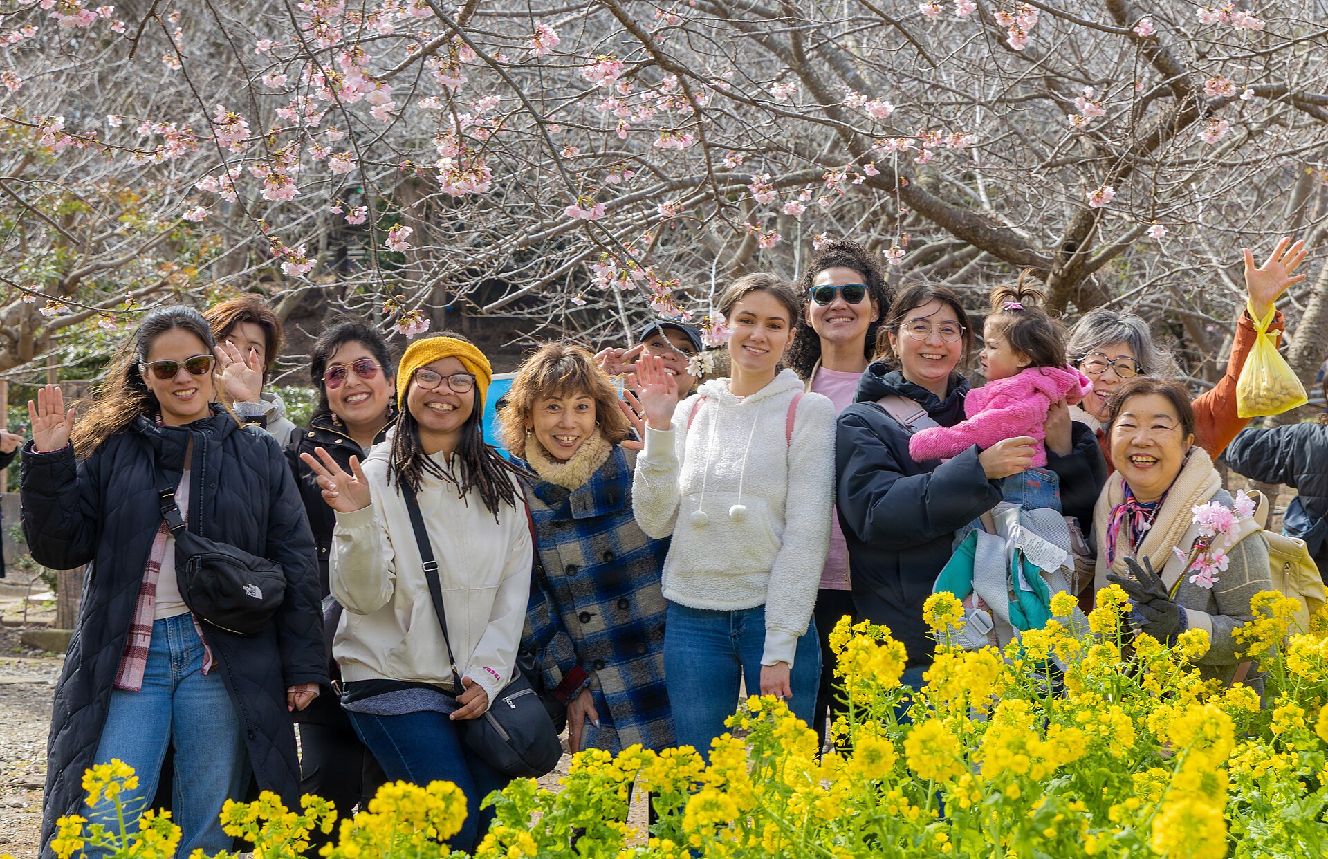 Visitors enjoy hanami cherry blossom viewing under blooming trees in Japan