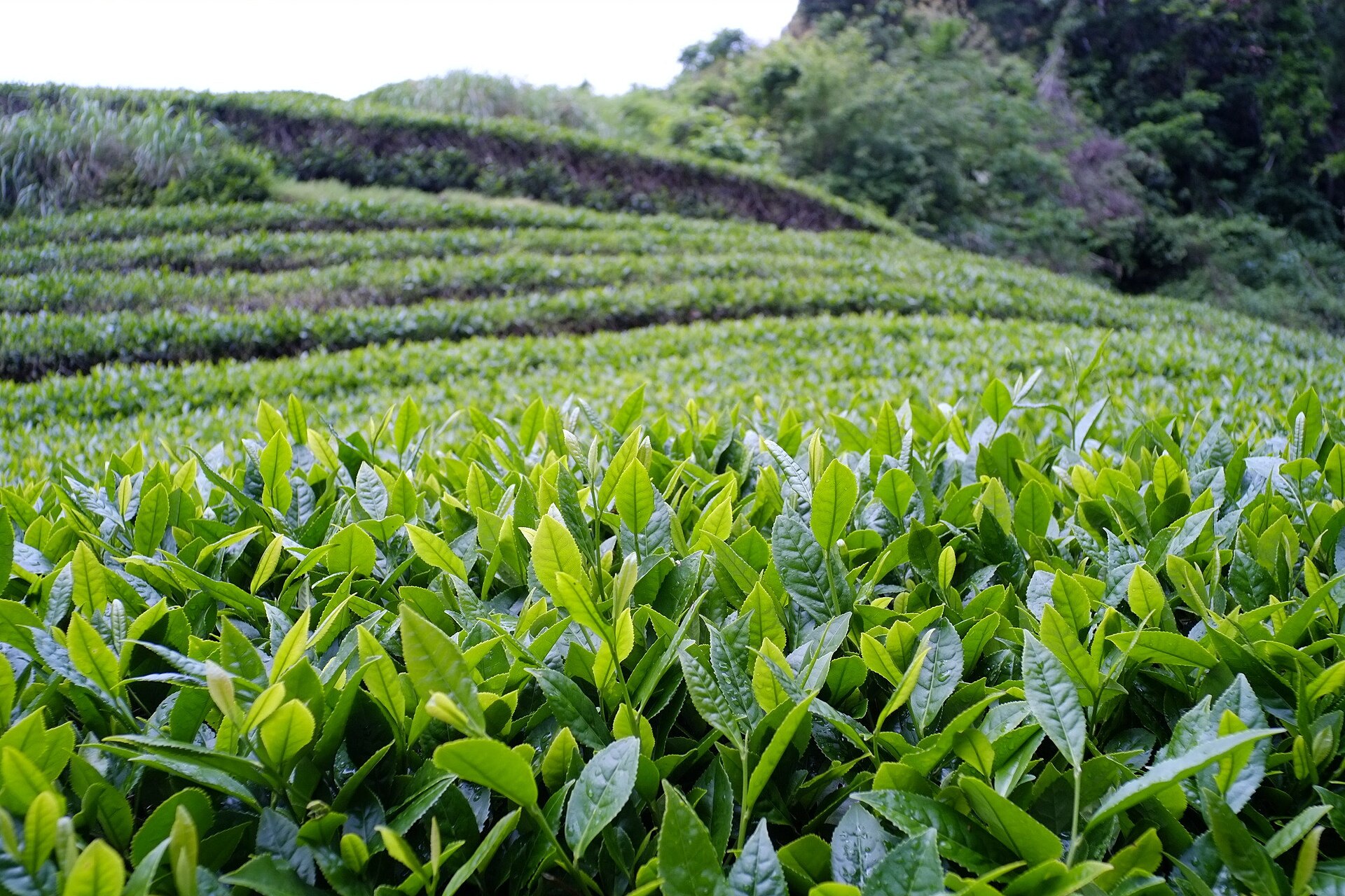 Teeplantage mit terrassierten Grünteefeldern in Mariko, Präfektur Shizuoka