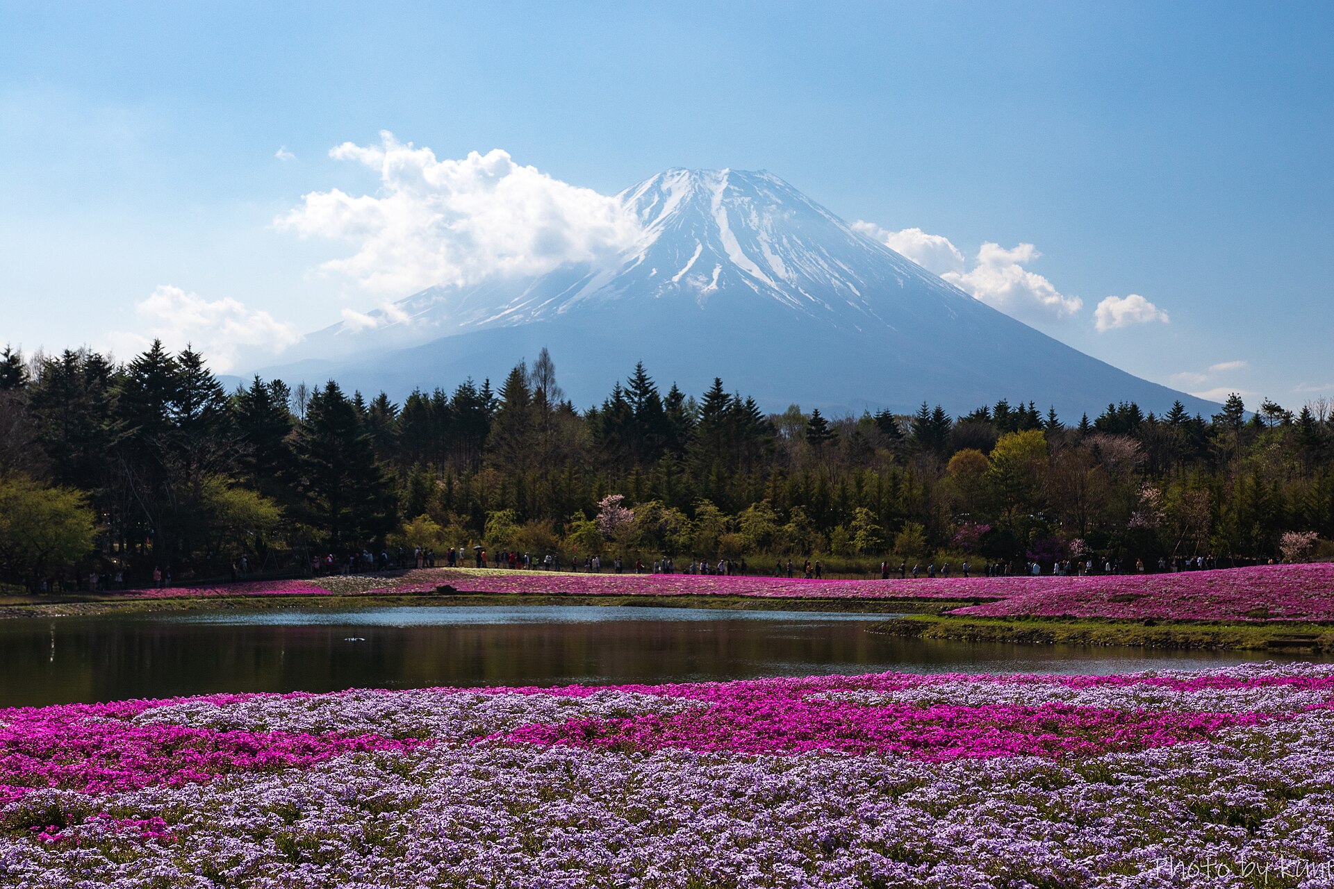 Rosa und violetter Shibazakura-Blütenteppich mit See vor dem schneebedeckten Fuji